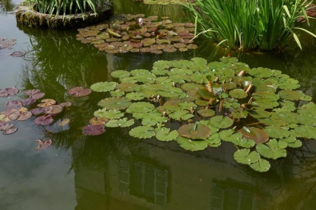 Cr&eacute;er un bassin de jardin naturel, guide et conseils d'expert